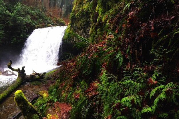 A panoramic shot of a natural landscape, such as a lush forest or a powerful waterfall, symbolizing the environmental themes present in Gojira's music.