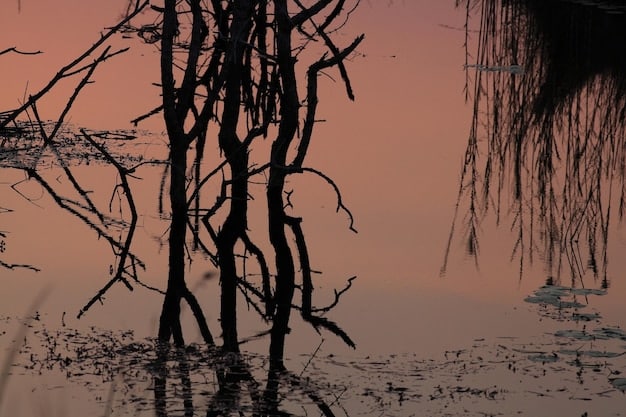 A distorted image of a muddy swamp at twilight, with twisted trees and a sense of foreboding. The image is heavily filtered to enhance the feeling of decay and despair, reflecting the themes often associated with sludge doom.